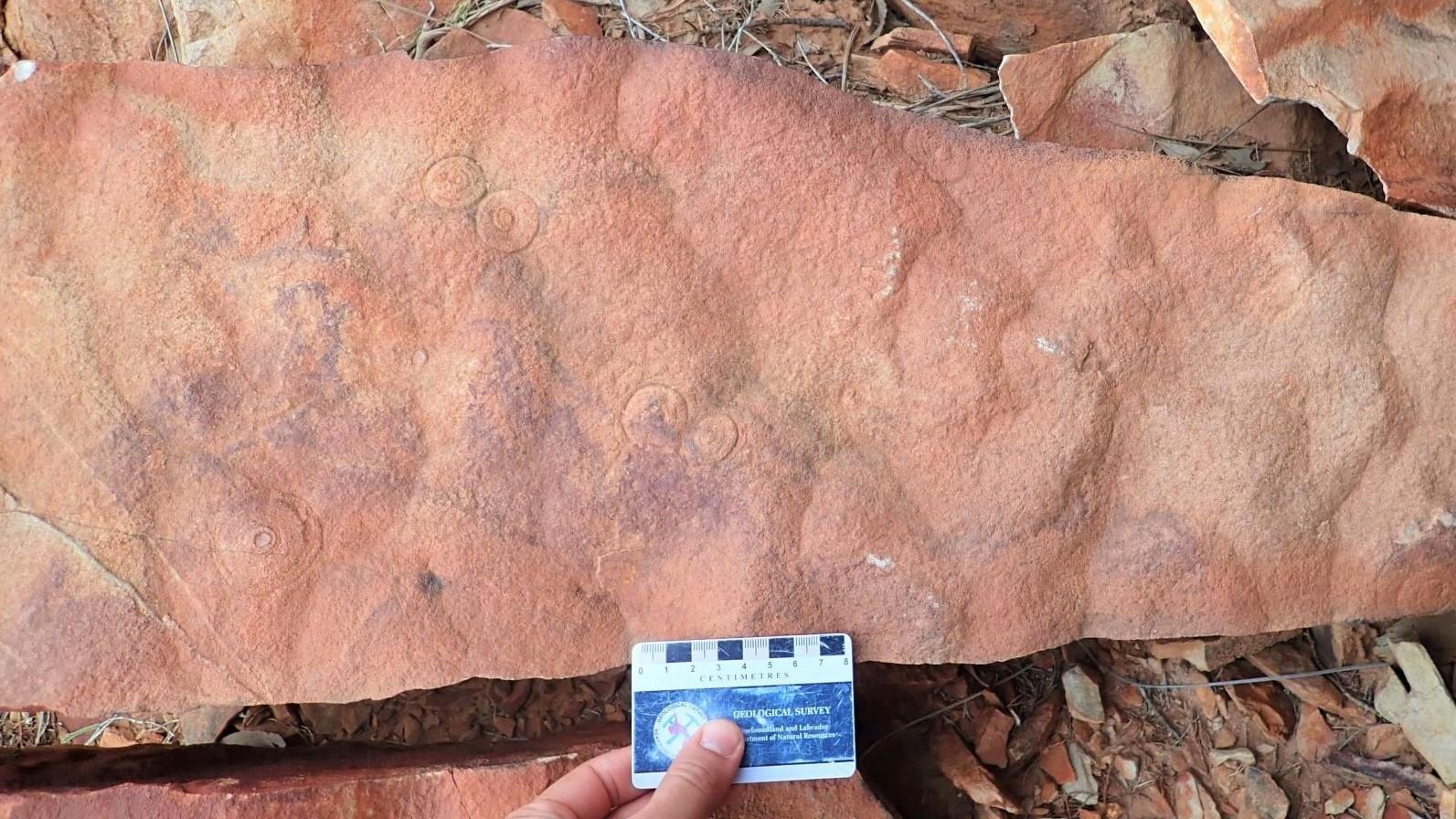 Fossilised discoidal impressions preserved on an ancient rippled surface, from the Flinders Ranges, South Australia Fossil impressions in rocks from Flinders Ranges