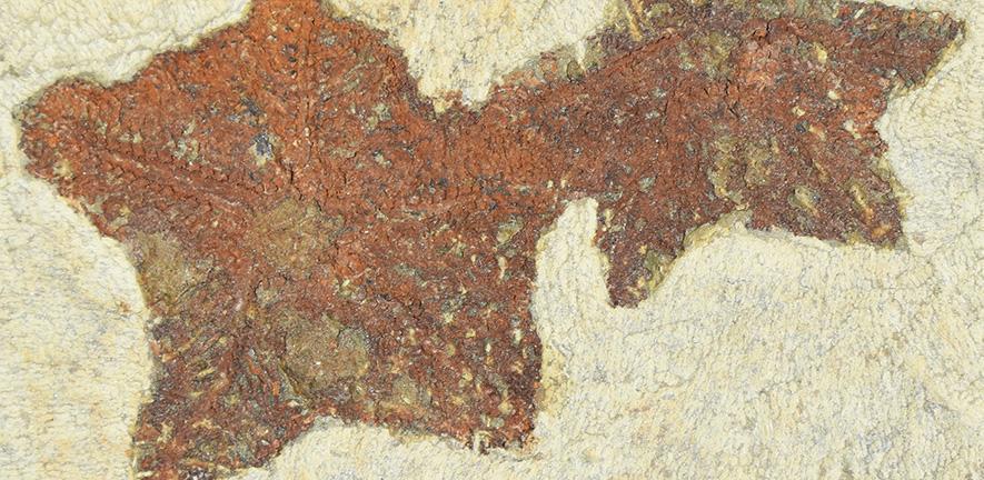 Image of two Cantabrigiaster fezouataensis fossils 