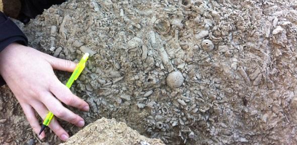 Greece_2015_fossils