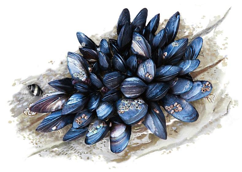 Mussels could 'tough out' climate change