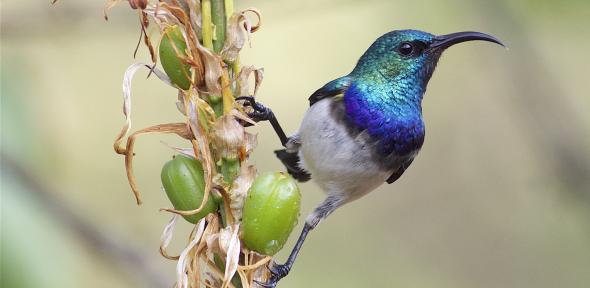 Perched for take-off