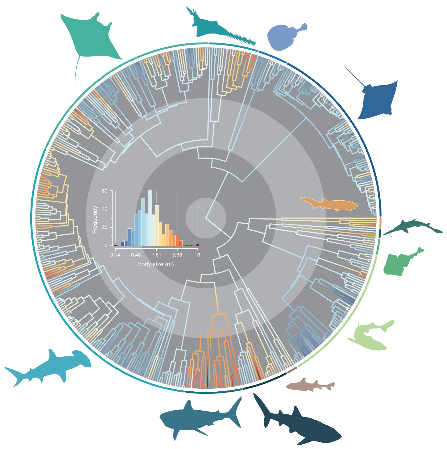 Research shows what it takes to be a giant shark