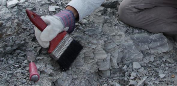 UKRI fellowship enables further research on the origins and evolution of birds