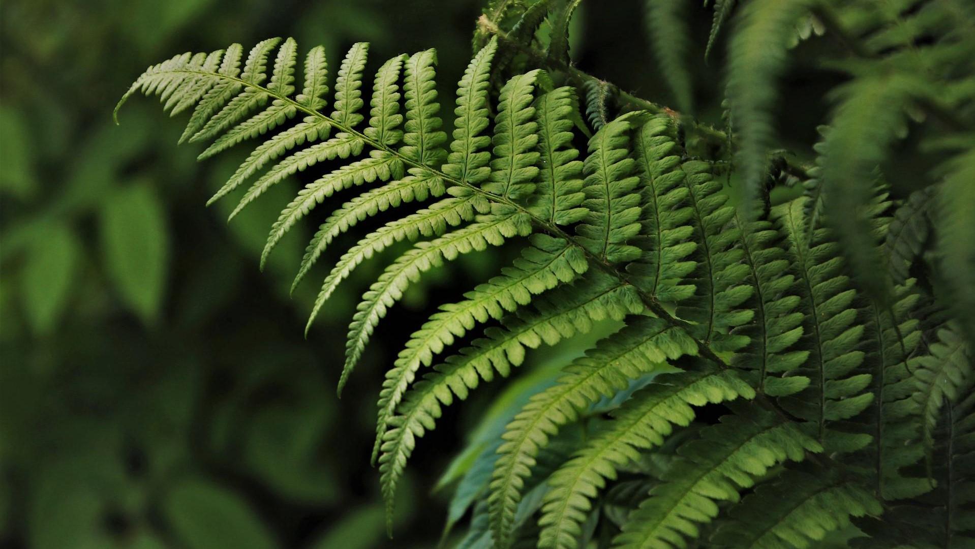 Photo of fern leaf