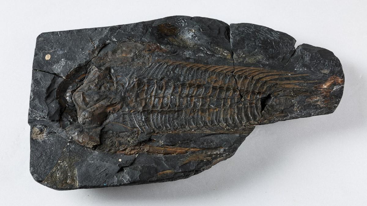 Photo of a black rock containing a 30 cm long trilobite
