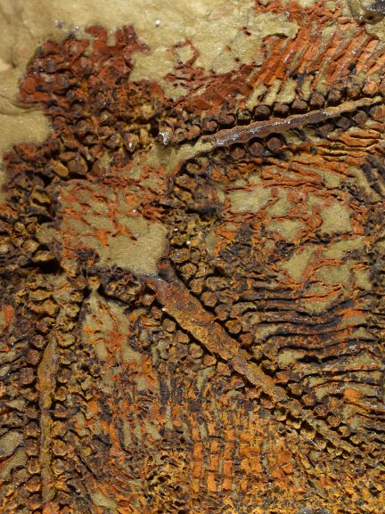 Image of the lacey detail in the new fossil's arms