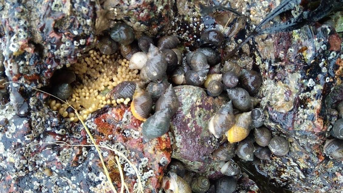 Photos of dog whelks on rocky shore