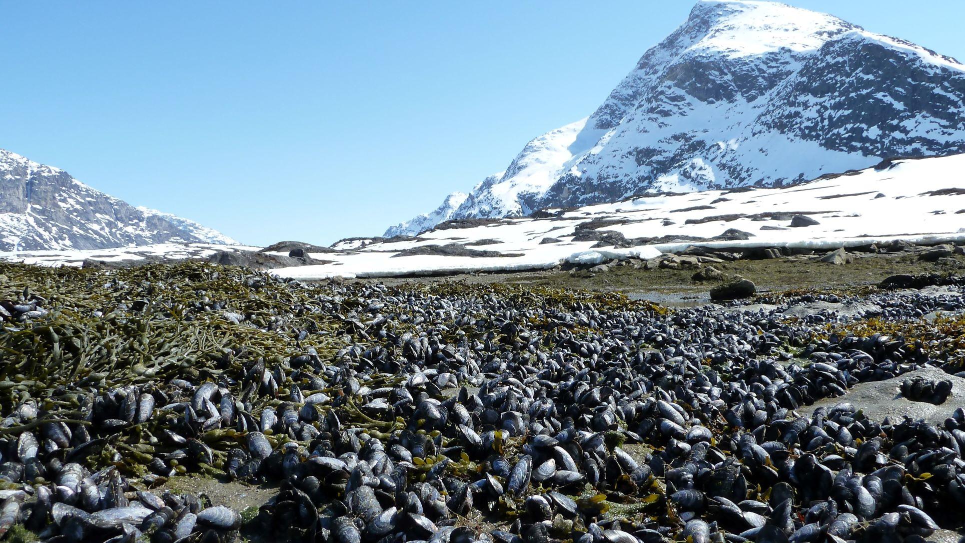 Photo of mussels along shoreline with snow covered mountains in background