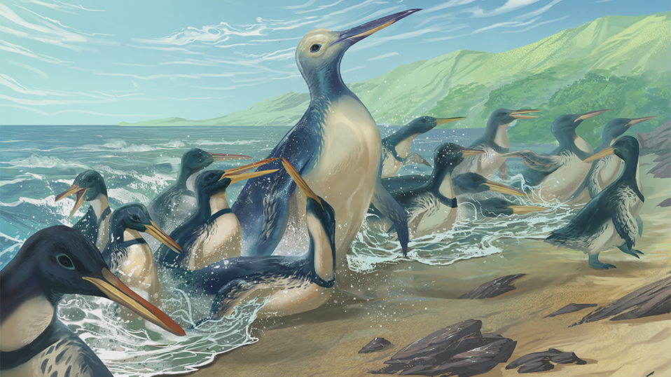 Illustration showing penguins an a beach